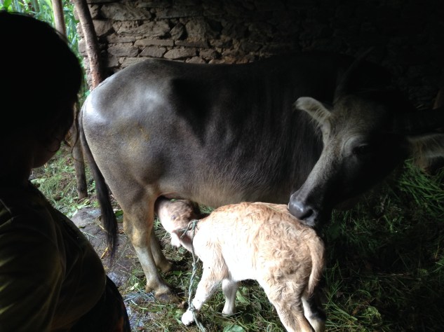 Mama Lulu and Baby O'Neil